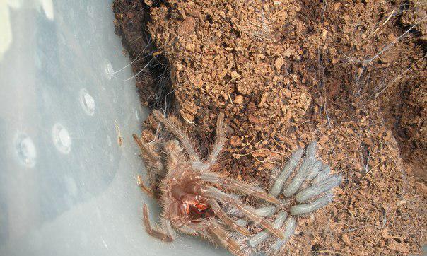 蜘蛛蜕皮后死亡原因全攻略｜生命周期关键环节解析(图2)