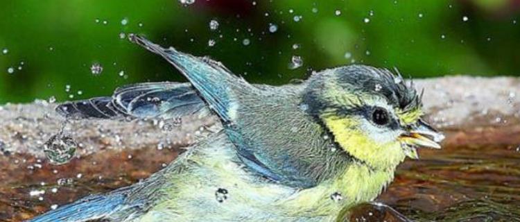 鸟洗澡水用什么药｜实用指南保护鸟类健康(图3)