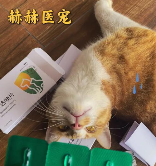 猫咪分娩前需准备的药物指南｜实用护理全攻略(图3)