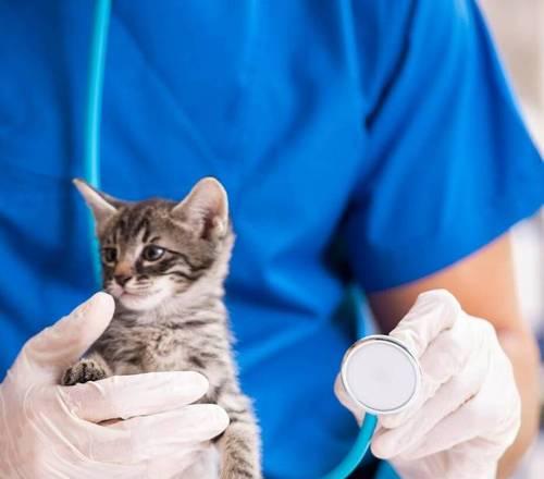 小猫首次体检全攻略｜宠物健康守护关键步骤(图1)