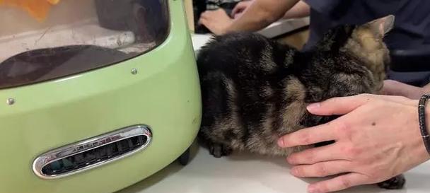 小猫首次体检全攻略｜宠物健康守护关键步骤(图3)