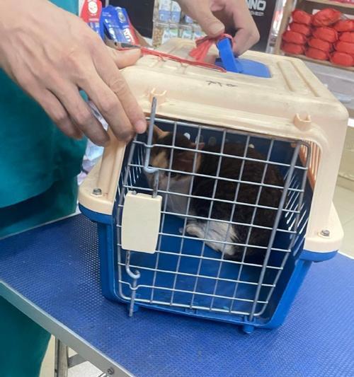 小猫首次体检全攻略｜宠物健康守护关键步骤(图2)