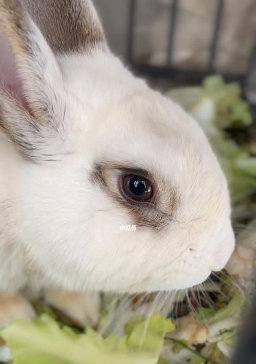 白色兔子眼睛中的神秘之色｜全面解析与养护指南