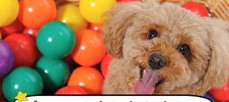 泰迪狗增肥食谱｜科学喂养帮助狗狗健康增重(图3)