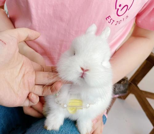 白色兔子眼睛中的神秘之色｜全面解析与养护指南(图3)