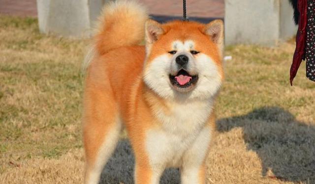 如何选择适合自己的狗狗｜实用指南全攻略(图3)