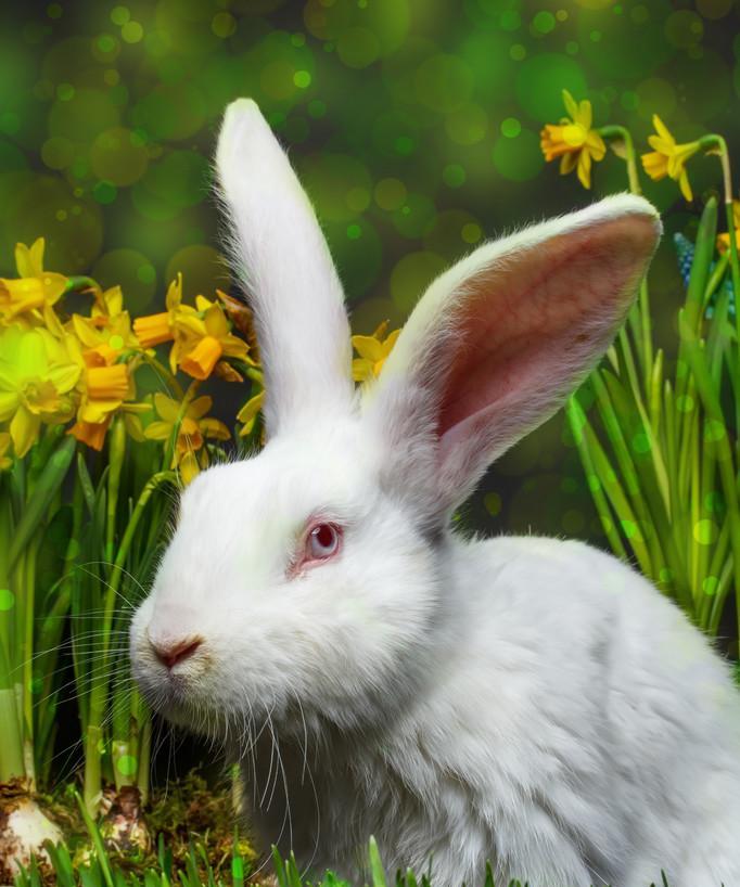 白色兔子眼睛中的神秘之色｜全面解析与养护指南(图2)