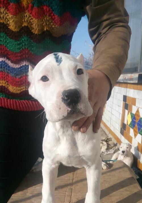 杜高血统全攻略：起源、文化与现代传承(图2)