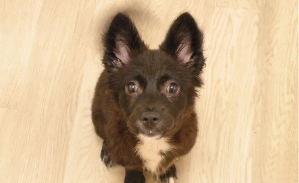 如何选择适合自己的狗狗｜实用指南全攻略(图1)