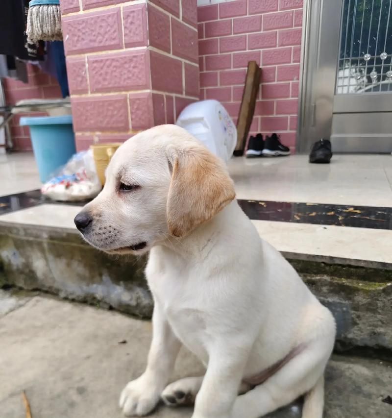 如何选择适合自己的狗狗｜实用指南全攻略(图2)