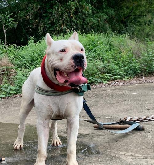 杜高血统全攻略：起源、文化与现代传承(图3)