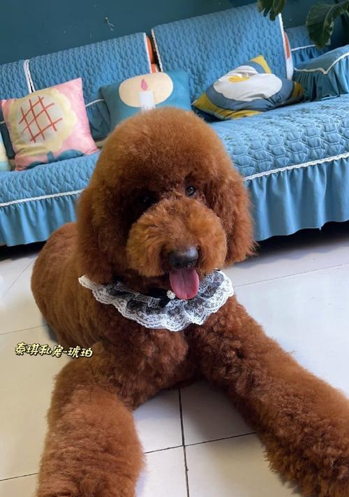 巨大泰迪的魅力全攻略｜探索超级大泰迪的世界(图2)