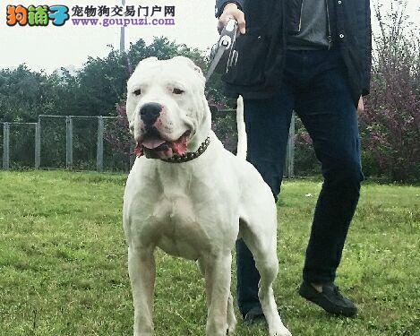 杜高血统全攻略：起源、文化与现代传承