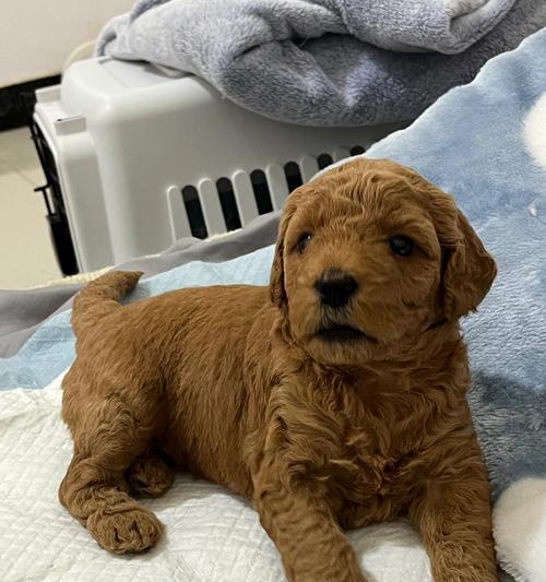 巨大泰迪的魅力全攻略｜探索超级大泰迪的世界