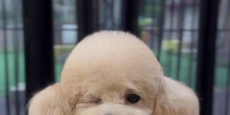 巨大泰迪的魅力全攻略｜探索超级大泰迪的世界(图3)