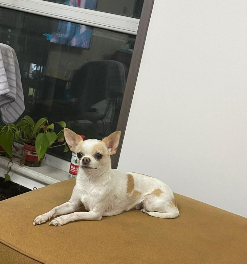 小狗不吃狗粮怎么办｜15种营养替代食物全攻略(图2)