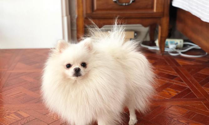 无锡博美狗狗价格与价值分析｜全面解读市场定价因素(图2)