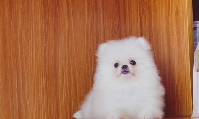 无锡博美狗狗价格与价值分析｜全面解读市场定价因素(图3)