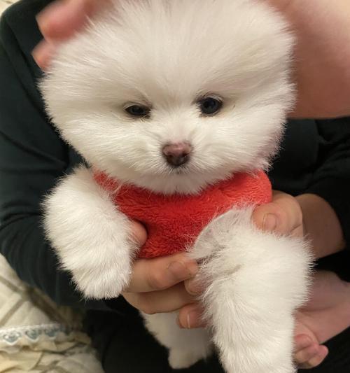 无锡博美狗狗价格与价值分析｜全面解读市场定价因素