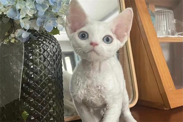 猫咪能长期吃素食吗｜科学喂养全攻略(图1)