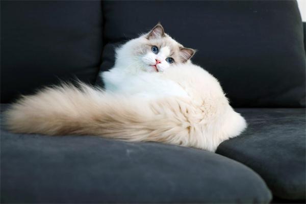 猫咪眼睛白色分泌物怎么办｜宠物眼病护理实用指南(图2)