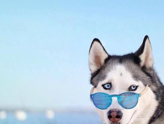 狗为何总是甩头？｜实用指南全解析(图2)