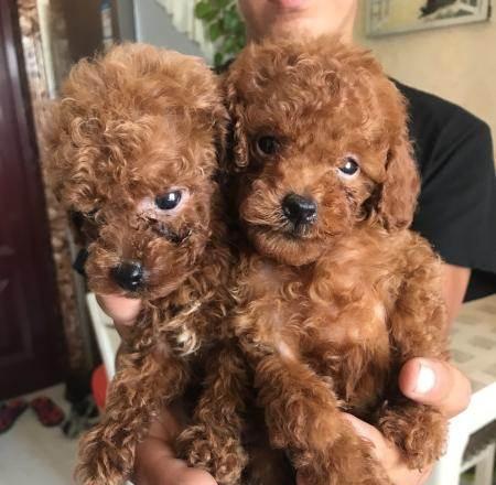 狗为何总是甩头？｜实用指南全解析(图3)