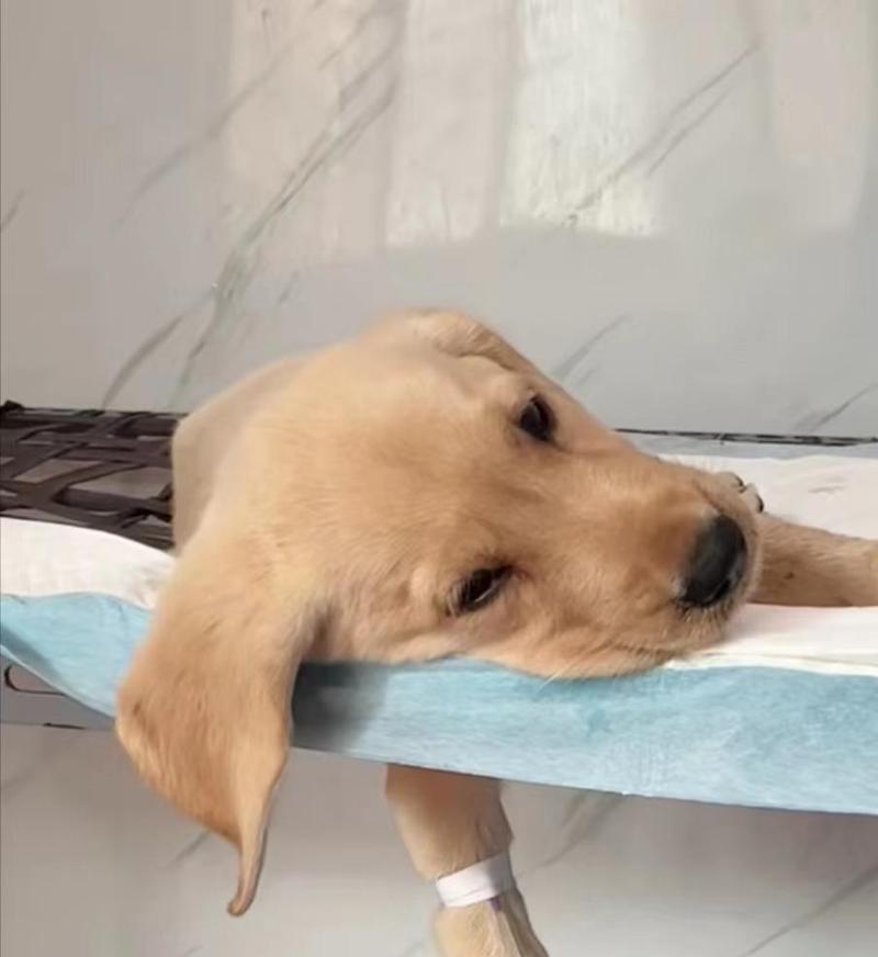 狗狗胃炎症状与治疗全攻略｜宠物健康必备知识(图1)