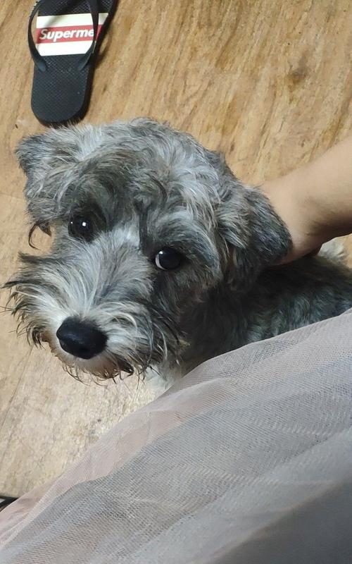 狗狗胃炎症状与治疗全攻略｜宠物健康必备知识(图2)