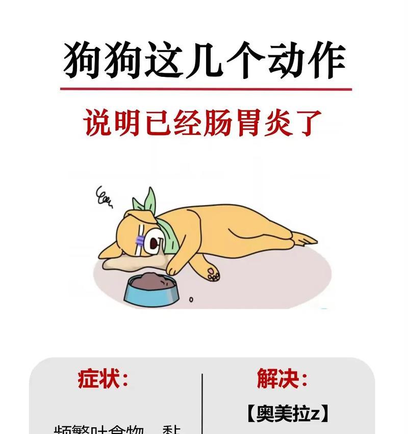 狗狗胃炎症状与治疗全攻略｜宠物健康必备知识(图3)