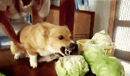 不喂狗粮的健康之道｜狗狗自制饮食实用指南(图3)