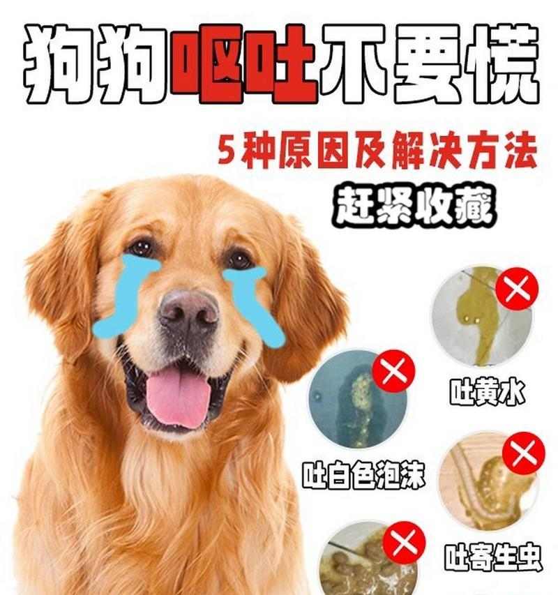 狗狗夏天呕吐原因及预防方法|实用指南(图1) 狗狗夏天呕吐原因及预防方法|实用指南(图1)