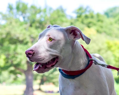 寻血猎犬追踪本能全攻略｜揭秘其嗅觉与应用价值