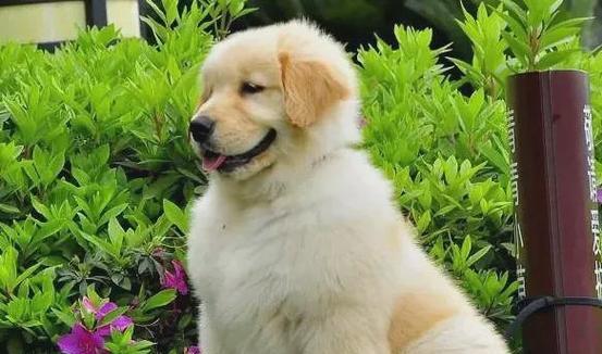 寻血猎犬追踪本能全攻略|揭秘其嗅觉与应用价值(图2) 寻血猎犬追踪本能全攻略|揭秘其嗅觉与应用价值(图2)