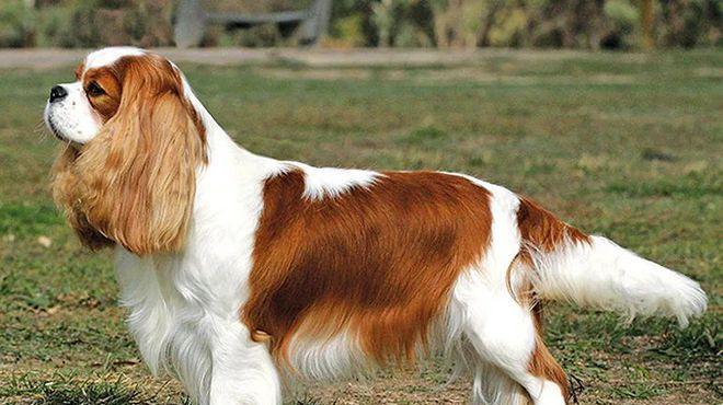 寻血猎犬追踪本能全攻略|揭秘其嗅觉与应用价值(图3) 寻血猎犬追踪本能全攻略|揭秘其嗅觉与应用价值(图3)