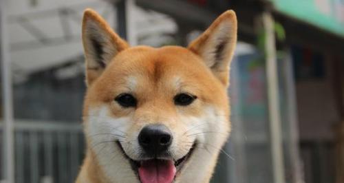 小狗耳朵的特点及其意义|实用指南(图2) 小狗耳朵的特点及其意义|实用指南(图2)