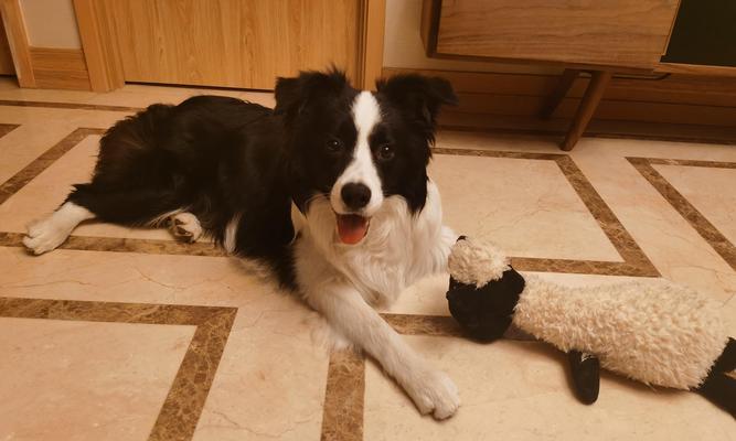 不喂狗粮的健康之道｜狗狗自制饮食实用指南(图1)