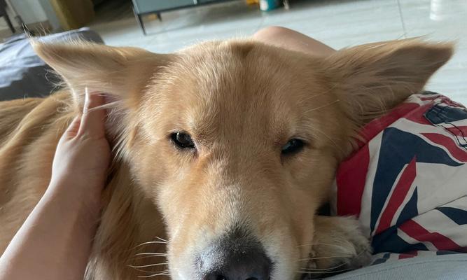 小狗耳朵的特点及其意义|实用指南(图1) 小狗耳朵的特点及其意义|实用指南(图1)