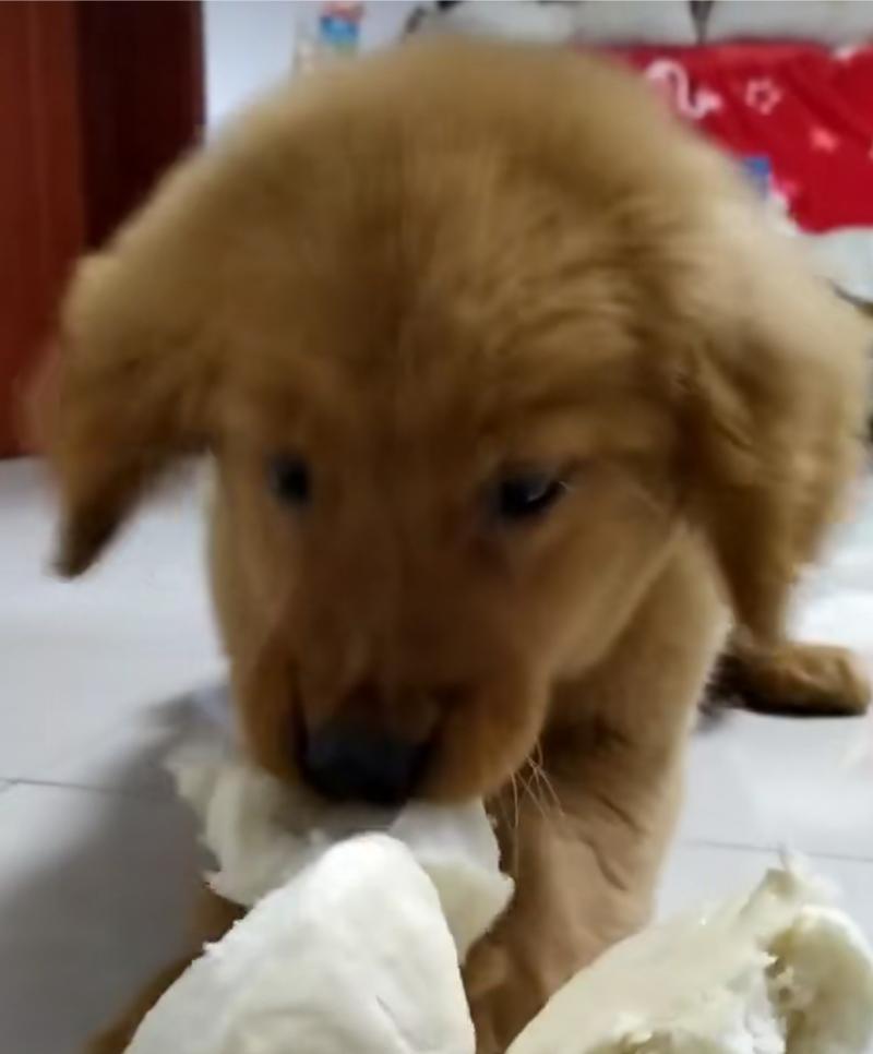 不喂狗粮的健康之道｜狗狗自制饮食实用指南(图2)