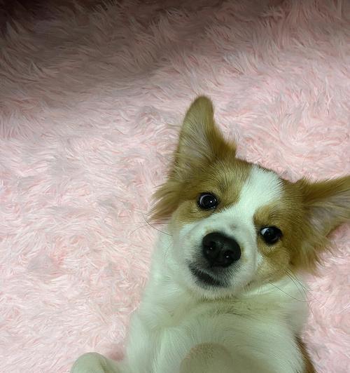 小狗耳朵的特点及其意义|实用指南(图3) 小狗耳朵的特点及其意义|实用指南(图3)