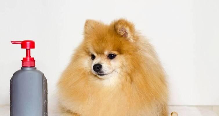 小博美洗澡全攻略｜宠物美容护理核心技巧(图3)