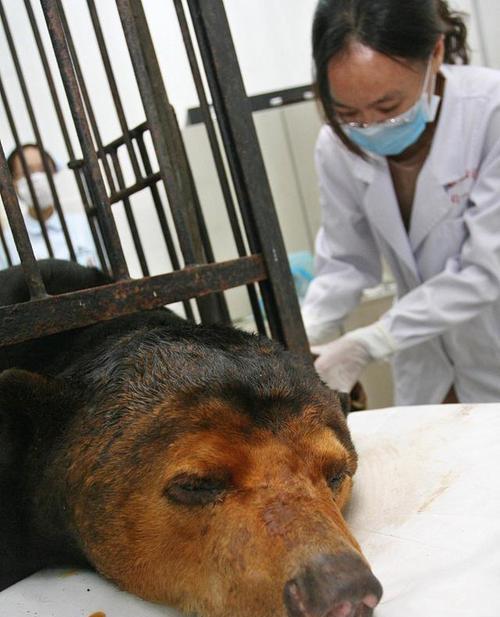 狗狗犬瘟晚期症状及护理全攻略｜宠物健康守护指南(图3)