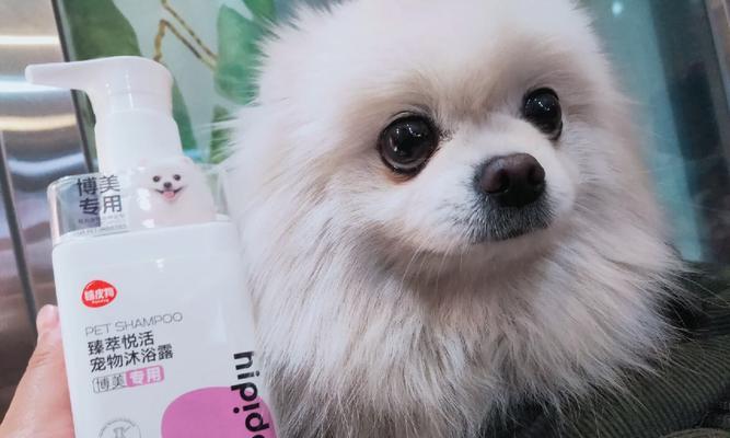 小博美洗澡全攻略｜宠物美容护理核心技巧