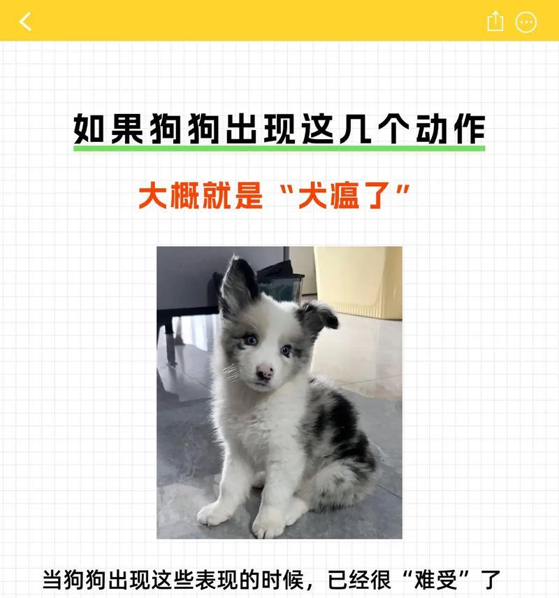 狗狗犬瘟晚期症状及护理全攻略｜宠物健康守护指南(图2)