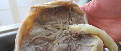 狗的胎盘结构与功能全攻略｜深入了解生命之源(图2)