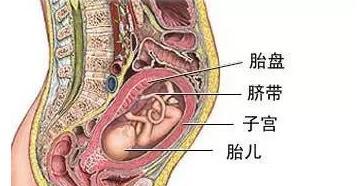 狗的胎盘结构与功能全攻略｜深入了解生命之源