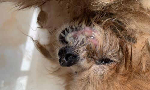 幼犬嘴巴臭的原因及解决方法｜实用指南(图3)