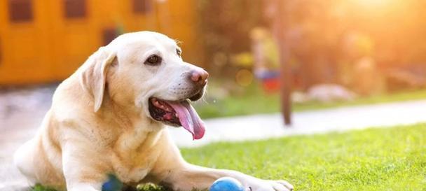 狗的舌头全攻略：揭秘舔舐背后的秘密与功能(图2)