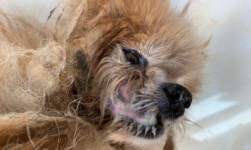 幼犬嘴巴臭的原因及解决方法｜实用指南(图2)