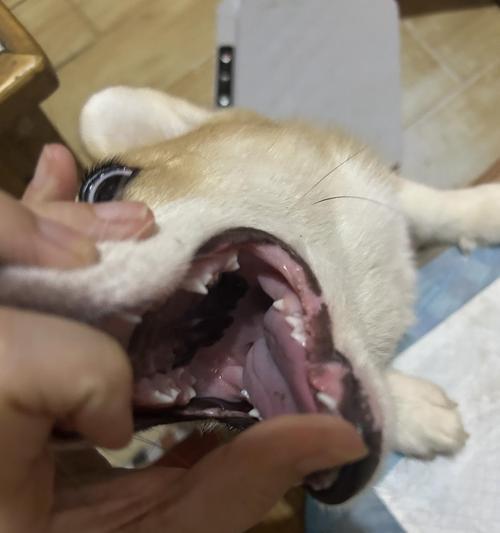 狗的舌头全攻略：揭秘舔舐背后的秘密与功能(图3)